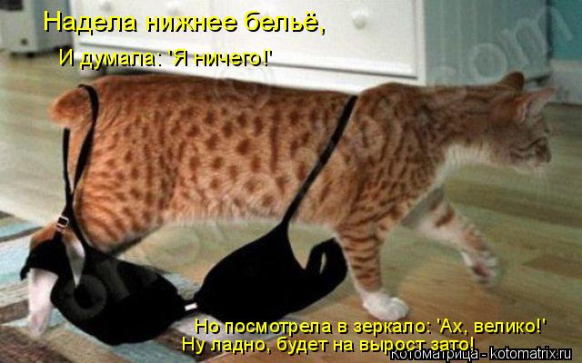 Котоматрица: Надела нижнее бельё, И думала: 'Я ничего!' Но посмотрела в зеркало: 'Ах, велико!' Ну ладно, будет на вырост зато!