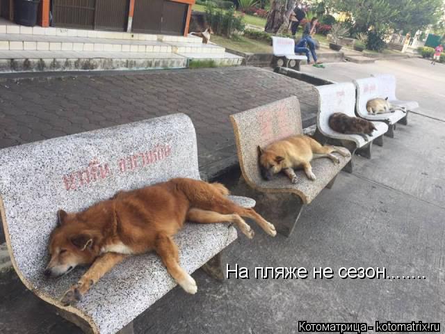 На пляже не сезон........... Котоматрица: На пляже не сезон........