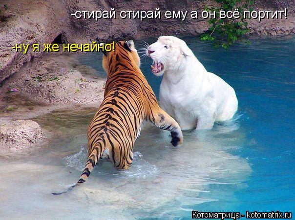 Котоматрица: -стирай стирай ему а он всё портит! -ну я же нечайно!