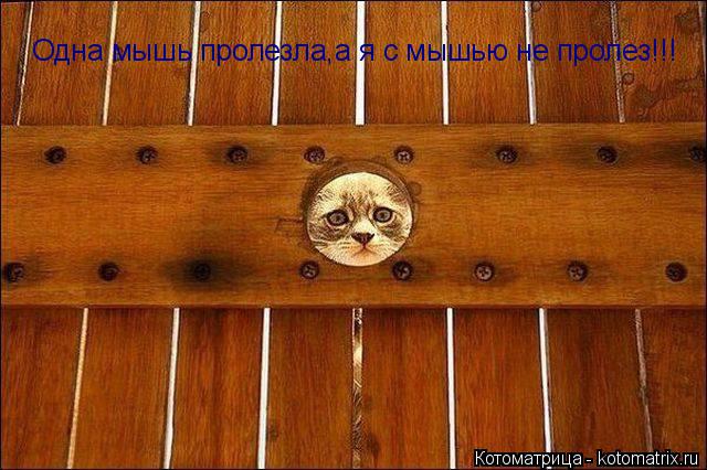Котоматрица: Одна мышь пролезла,а я с мышью не пролез!!!