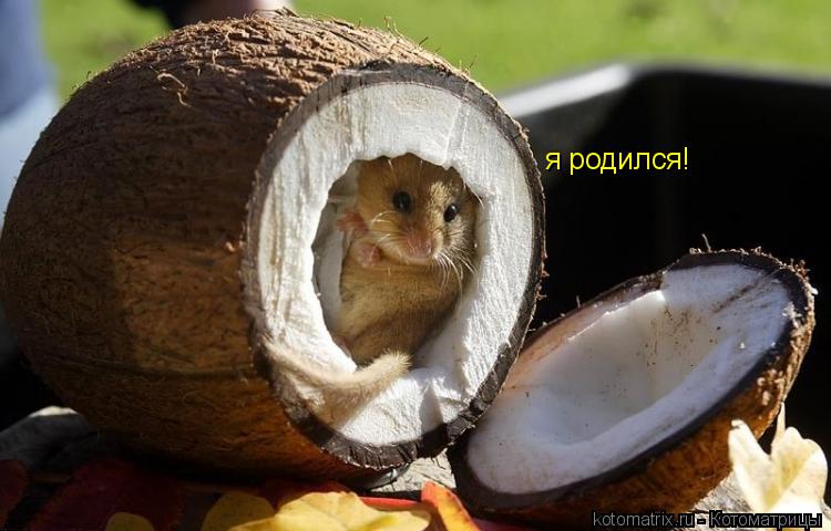 Котоматрица: я родился!