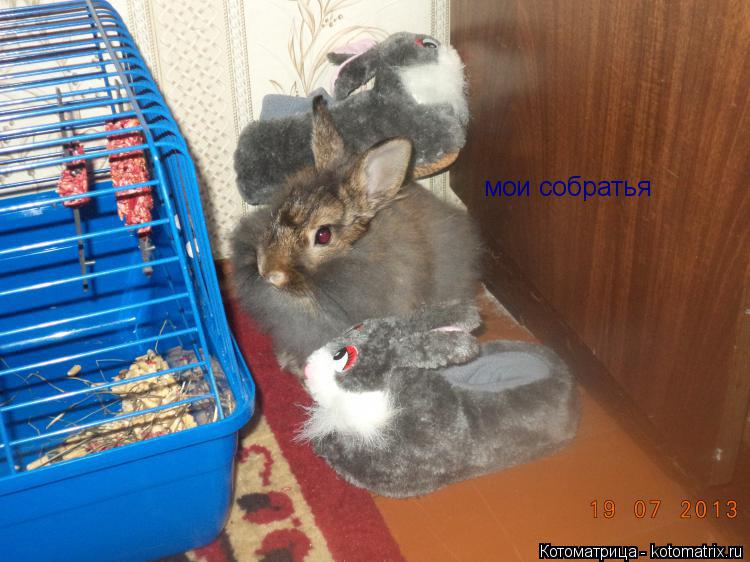 Котоматрица: мои собратья