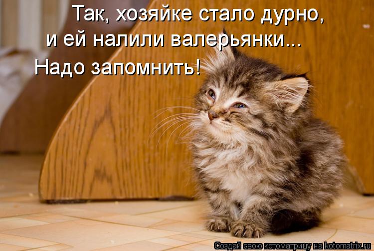 Котоматрица: Так, хозяйке стало дурно, и ей налили валерьянки... Надо запомнить!