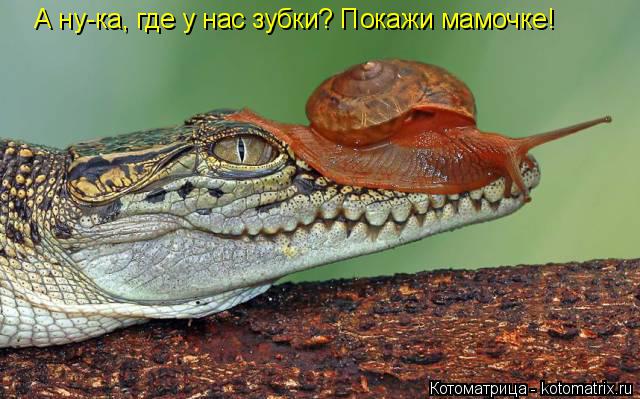 А ну-ка, где у нас зубки? Покажи мамочке!... Котоматрица: А ну-ка, где у нас зубки? Покажи мамочке!