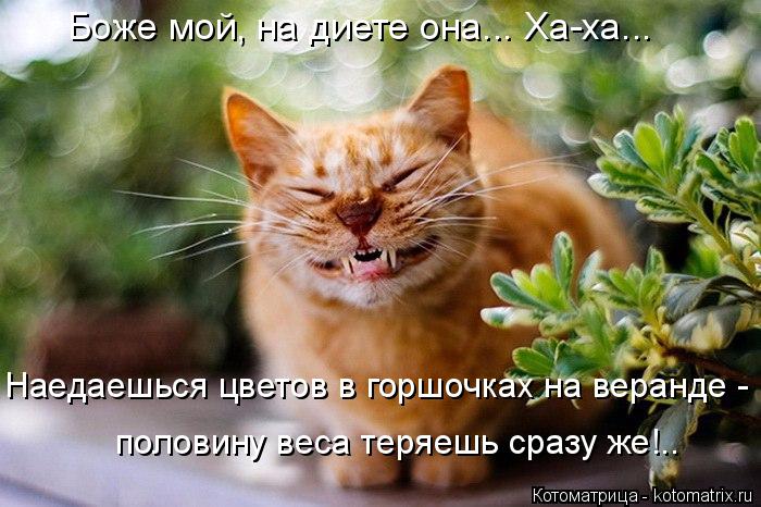 Котоматрица: Боже мой, на диете она... Ха-ха... Наедаешься цветов в горшочках на веранде - половину веса теряешь сразу же!..