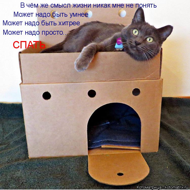 Котоматрица: В чём же смысл жизни никак мне не понять Может надо быть умнее Может надо быть хитрее Может надо просто... СПАТЬ