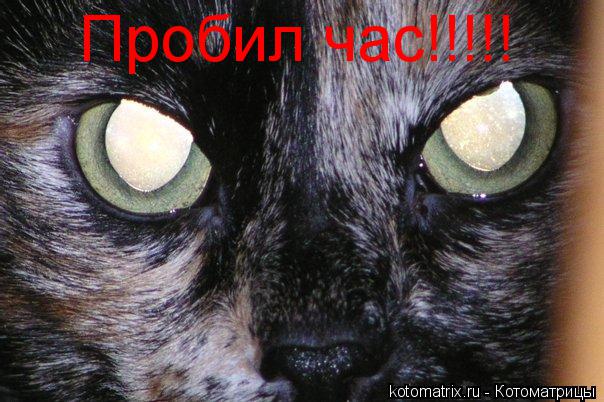 Котоматрица: Пробил час!!!!!