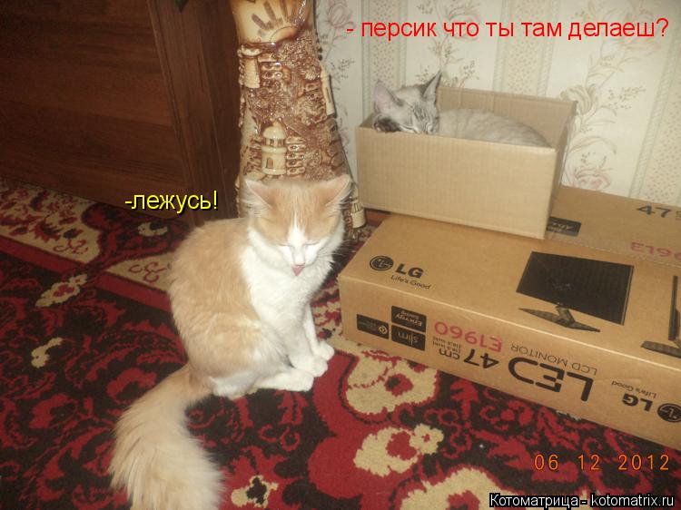 Котоматрица: - персик что ты там делаеш? -лежусь!
