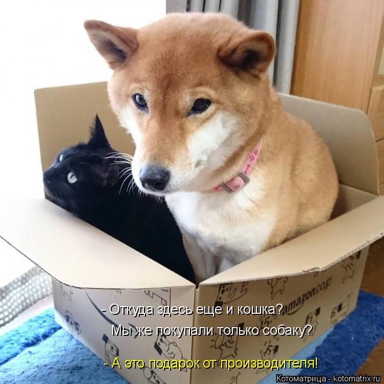 - Откуда здесь еще и кошка? Мы же покупали только собаку? - А это подарок от производителя!... Котоматрица: - Откуда здесь еще и кошка? Мы же покупали только собаку? - А это подарок от производителя!