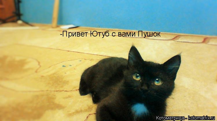 Котоматрица: -Привет Ютуб с вами Пушок