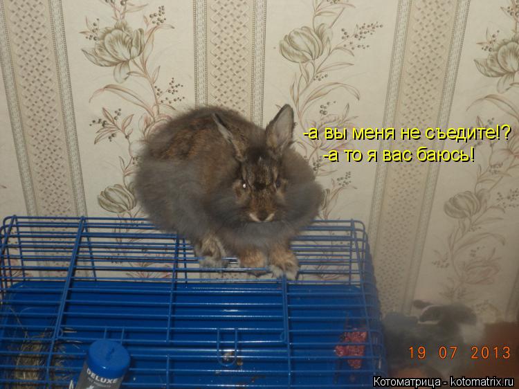 Котоматрица: -а вы меня не съедите!? -а то я вас баюсь!