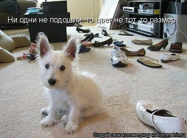 Ни одни не подошли, то цвет не тот, то размер.... Котоматрица: Ни одни не подошли, то цвет не тот, то размер.