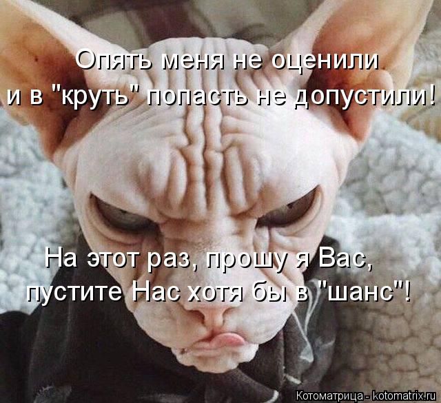 Котоматрица: Опять меня не оценили и в "круть" попасть не допустили! На этот раз, прошу я Вас, пустите Нас хотя бы в "шанс"!