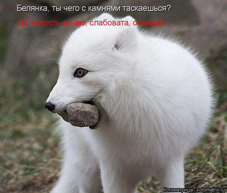 Котоматрица: Белянка, ты чего с камнями таскаешься? Да челюсть качаю, слабовата, отвисает....