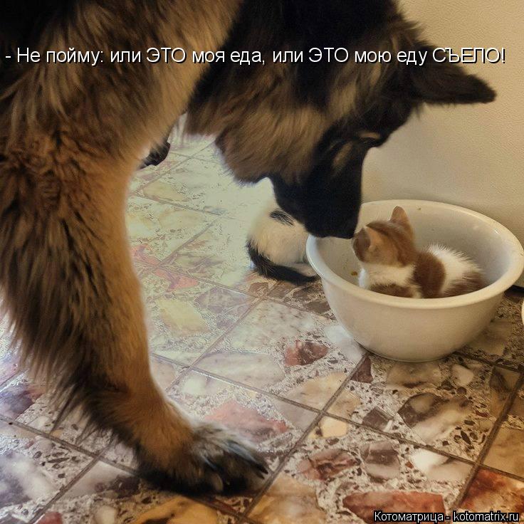 - Не пойму: или ЭТО моя еда, или ЭТО мою еду СЪЕЛО!... Котоматрица: - Не пойму: или ЭТО моя еда, или ЭТО мою еду СЪЕЛО!