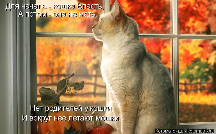 Котоматрица: Для начала - кошка Власть, А потом - она не мать, Нет родителей у кошки, И вокруг нее летают мошки.