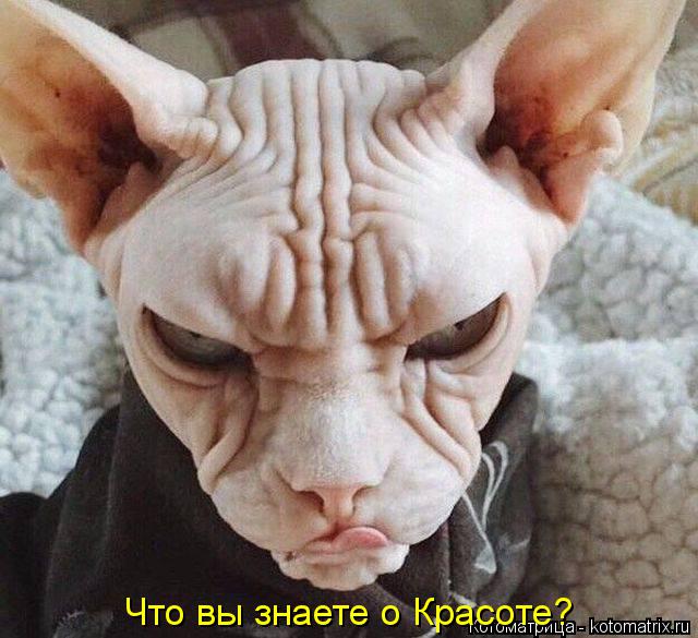 Котоматрица: Что вы знаете о Красоте?