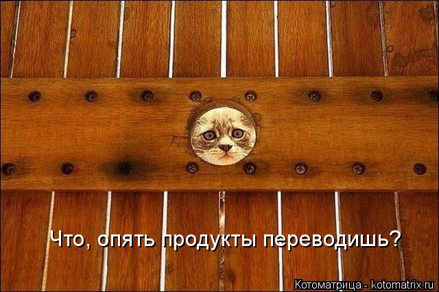 Котоматрица: Что, опять продукты переводишь?