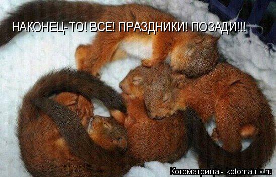 Котоматрица: НАКОНЕЦ-ТО! ВСЕ! ПРАЗДНИКИ! ПОЗАДИ!!!