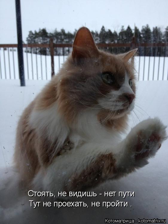 Котоматрица: Стоять, не видишь - нет пути Тут не проехать, не пройти .