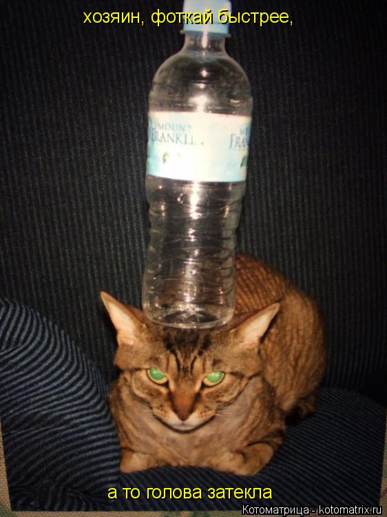 Котоматрица: хозяин, фоткай быстрее, а то голова затекла