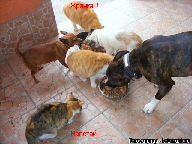 Котоматрица: Жрачка!!! Налетай.