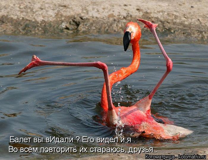 Котоматрица: Балет вы вИдали ? Его видел и я . Во всём повторить их стараюсь, друзья .