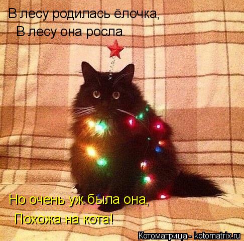 Котоматрица: В лесу родилась ёлочка, В лесу она росла. Но очень уж была она, Похожа на кота!