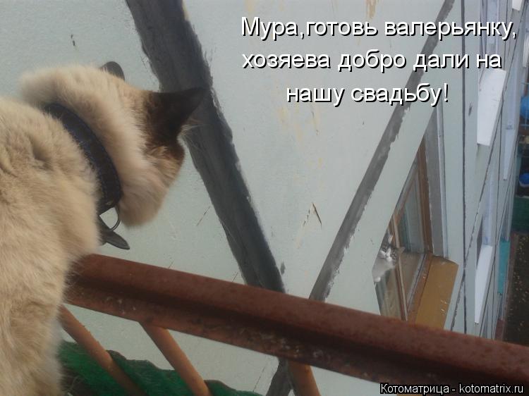 Котоматрица: Мура,готовь валерьянку, хозяева добро дали на нашу свадьбу!