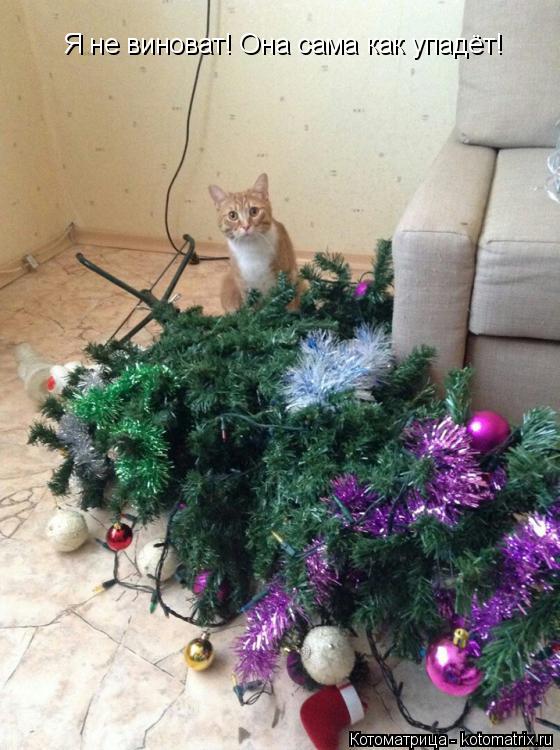 Котоматрица: Я не виноват! Она сама как упадёт!