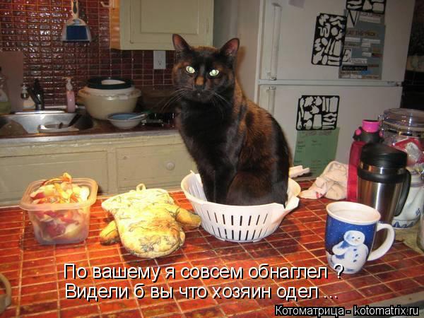 Котоматрица: По вашему я совсем обнаглел ? Видели б вы что хозяин одел ...