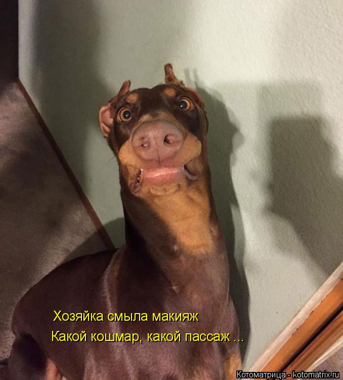 Котоматрица: Хозяйка смыла макияж Какой кошмар, какой пассаж ...