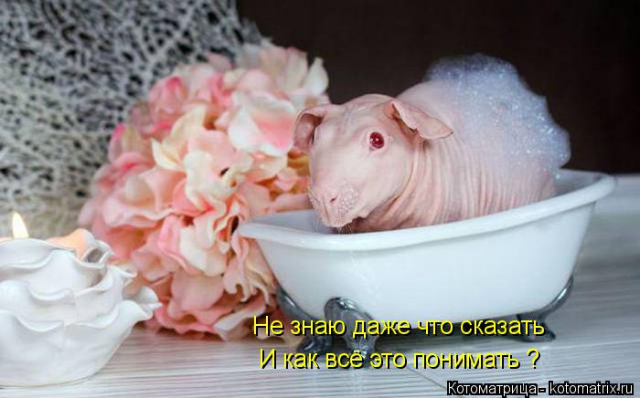 Котоматрица: Не знаю даже что сказать И как всё это понимать ?