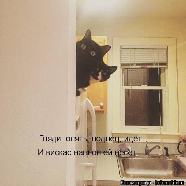 Котоматрица: Гляди, опять, подлец, идёт И вискас наш он ей несёт ...