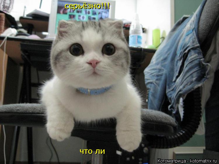 Котоматрица: серьёзно!!! что ли