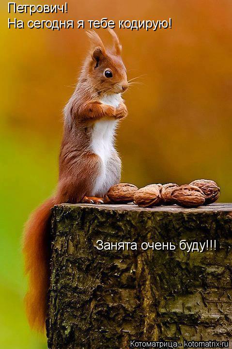 Котоматрица: Петрович!  На сегодня я тебе кодирую! Занята очень буду!!!