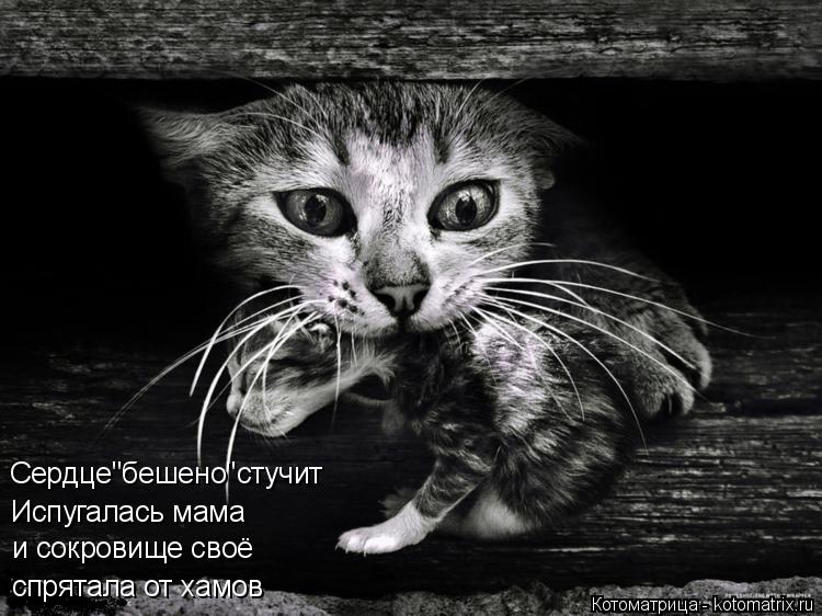 Котоматрица: Сердце"бешено"стучит Испугалась мама и сокровище своё спрятала от хамов