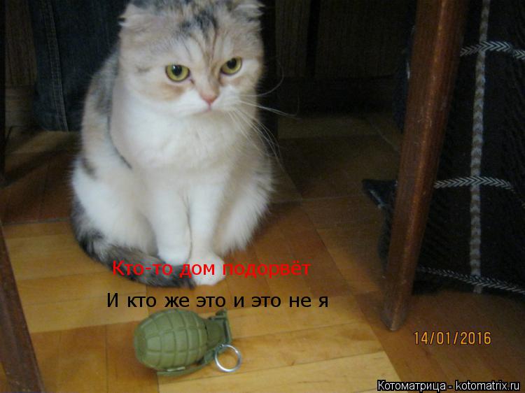Котоматрица: Кто-то дом подорвёт Кто-то дом подорвёт И кто же это и это не я