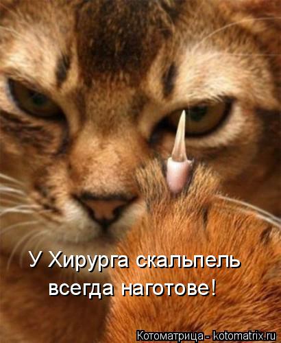 Котоматрица: У Хирурга скальпель всегда наготове!