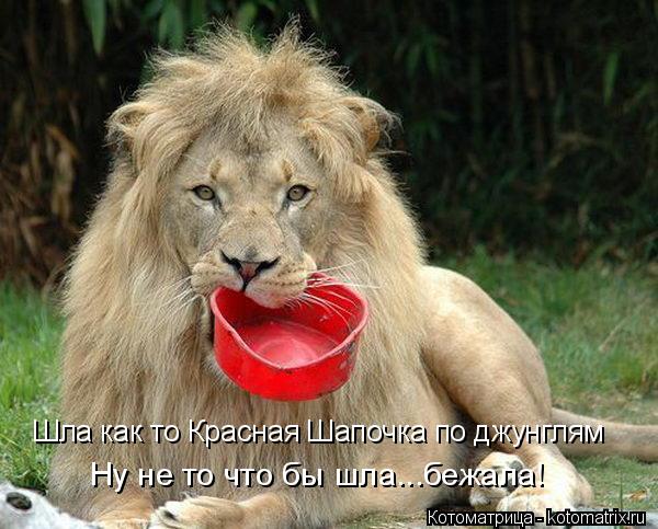 Котоматрица: Шла как то Красная Шапочка по джунглям Ну не то что бы шла...бежала!