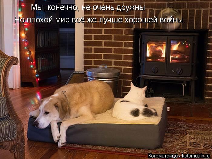 Котоматрица: Мы, конечно, не очень дружны Но плохой мир всё же лучше хорошей войны.