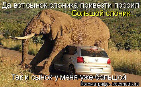 Котоматрица: Да вот,сынок слоника привезти просил Большой слоник... Так и сынок у меня уже большой