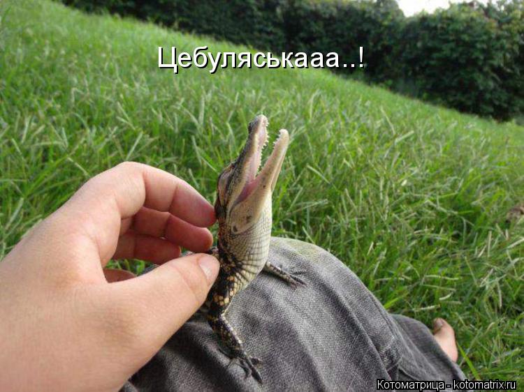 Котоматрица: Цебуляськааа..!