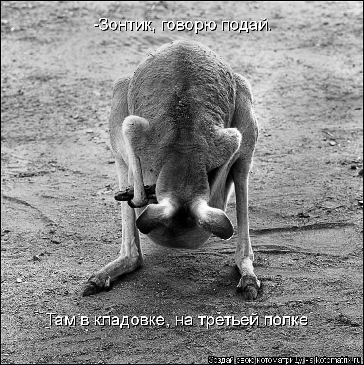 -Зонтик, говорю подай. Там в кладовке, на третьей полке.... Котоматрица: -Зонтик, говорю подай. Там в кладовке, на третьей полке.