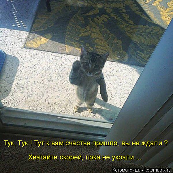 Котоматрица: Тук, Тук ! Тут к вам счастье пришло, вы не ждали ? Хватайте скорей, пока не украли ...