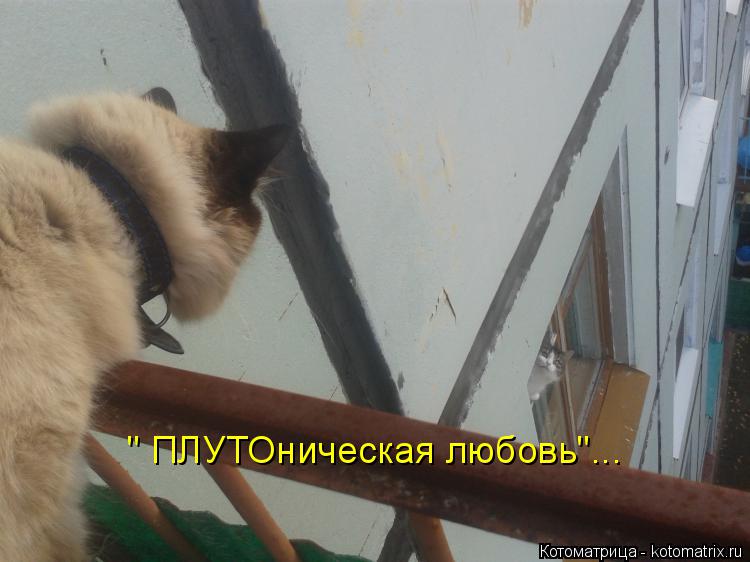 Котоматрица: " ПЛУТОническая любовь"...