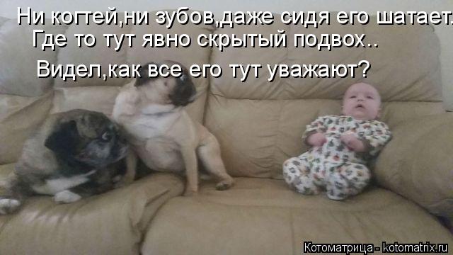 Котоматрица: Ни когтей,ни зубов,даже сидя его шатает. Где то тут явно скрытый подвох.. Видел,как все его тут уважают?