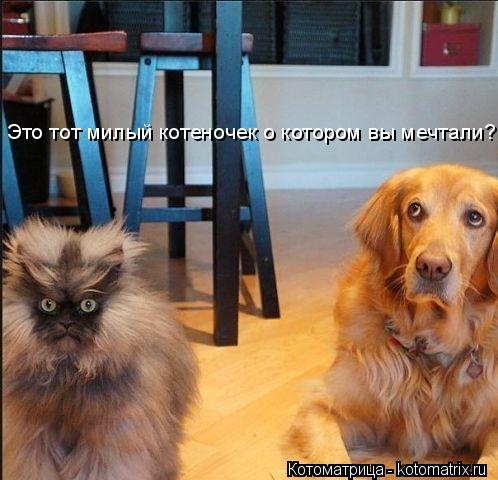 Котоматрица: Это тот милый котеночек о котором вы мечтали?