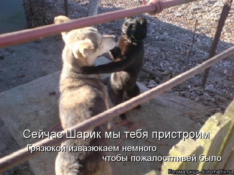 Котоматрица: Сейчас Шарик мы тебя пристроим Грязюкой извазюкаем немного  чтобы пожалостливей было