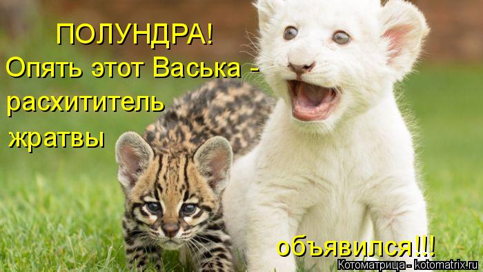 Котоматрица: ПОЛУНДРА! Опять этот Васька - расхититель жратвы объявился!!!